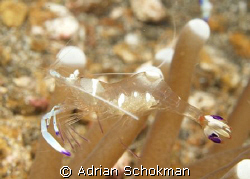 Glass Shrimp with its Eggs in Belly.. Lembeh Manado using... by Adrian Schokman 